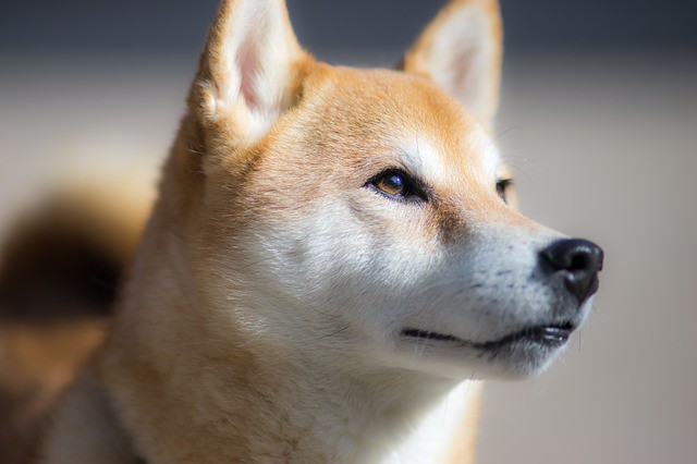 BitPay Announces Support for SHIB Payments