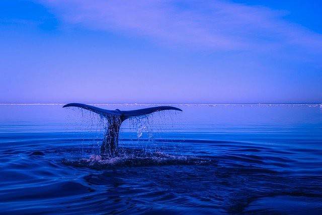 Investor Whales Acquired $3 Billion Worth of Bitcoin Amid the Crypto Major Decline Last Week